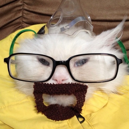 Cat dressed as Walter White